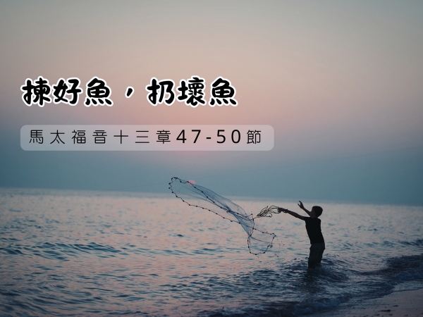 𝐍𝐎𝟓𝟐-揀好魚，扔壞魚